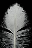 feather on black