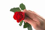 hand holding red rose