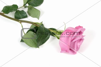 Pink Rose on White Backgound