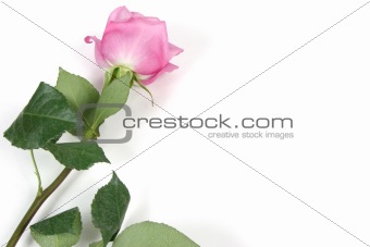 Rose with white Space