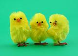 three easter toy chickens on green