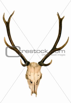 Horns of deer