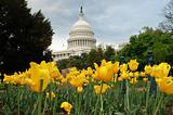 United States Capitol in Washington DC with Yellow Tulips in For