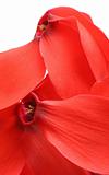 abstract red petals