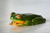content frog
