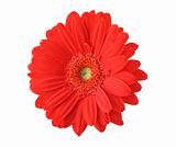 red gerbera isolated on pure white background