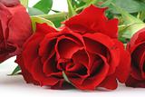 red rose - real macro