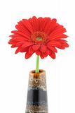 red beautiful gerbera in vase on pure white background