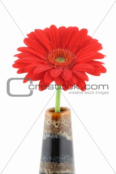 red beautiful gerbera in vase on pure white background