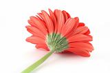 red gerbera from a different angle 