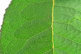 green vivid leaf details