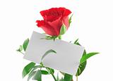 single red rose with blank love note