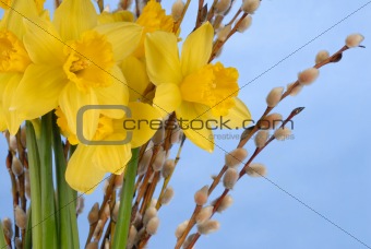 Daffodils on Blue