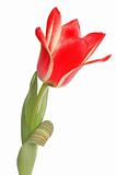 Red Tulip