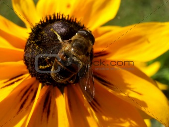 Bee On Daisy 5