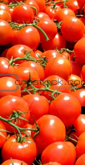 Tomato vertical