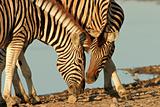 Interacting Zebras