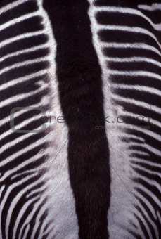 Zebra back stripes closeup