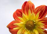 Red-yellow flower 7