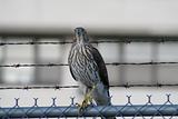 hawk on a fence