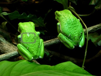 Frog Twins