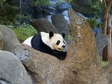 Panda Restting 