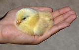 Chicken in a hand