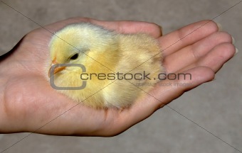 Chicken in a hand