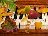 Autumn leaves sprinkled on piano keys
