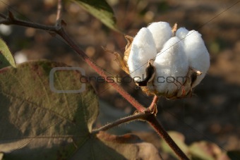 Cotton bolls