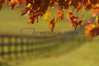 fall maple