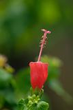 Bud of hibiscus flower