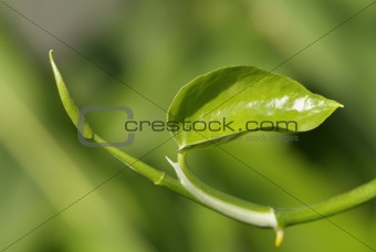 Green leaf abstract