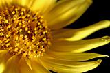 Sunflower Core