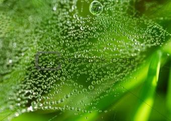 Dew drops on the web