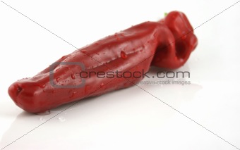 Single huge red chili