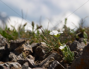 Small white flower in front of snowy mountains