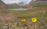 Alpine  meadow in the morning 4