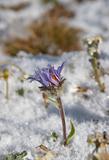 Violet flower covered by the snow