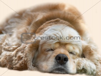 young dog sleeping