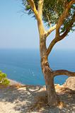 Olive tree, Santorini, Greece