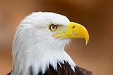 Bold eagle portrait