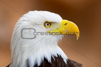Bold eagle portrait