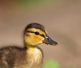 Baby duck portrait