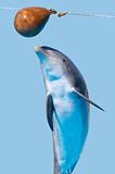 Bottlenose dolphin jump (isolated on the blue background)