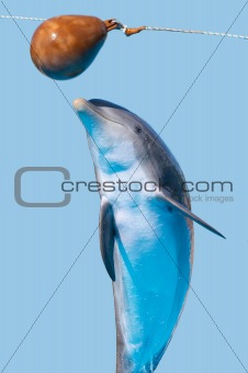 Bottlenose dolphin jump (isolated on the blue background)