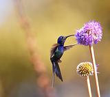 Hummingbird feeding on the flower