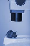 Laboratory mouse under the microscope close-up (blue light)
