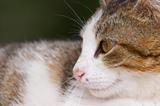 Cat profile closeup (outdoors)