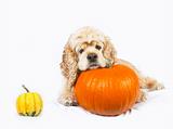 Cocker spaniel and pumpkins isolated on white background